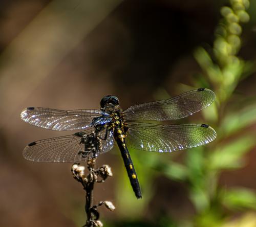 ������� ��������