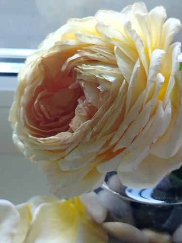 ����������� ����