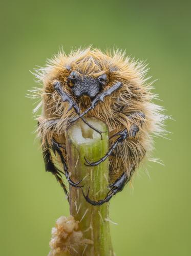 (Tropinota squalida ssp. pilosa
