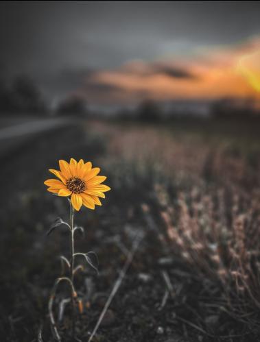 ���������� ��������: �� ������ ���