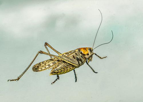 ����� �� ������� ������