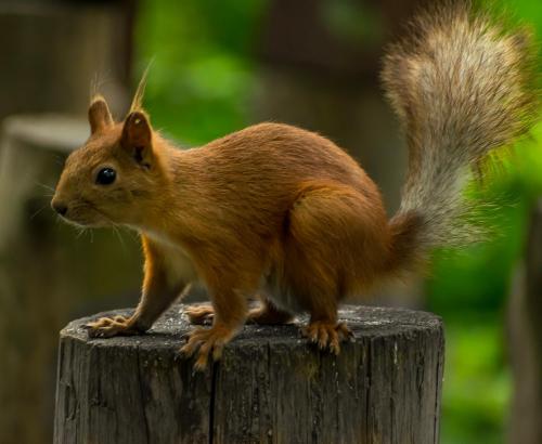 ���������� �������