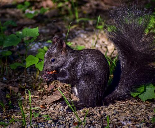 ���� ������������