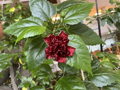 �������� (��������� ����)