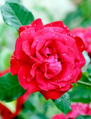 ������� ����