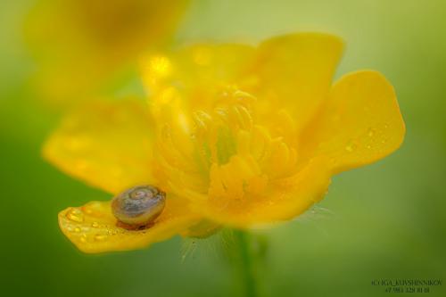 ������ ���������