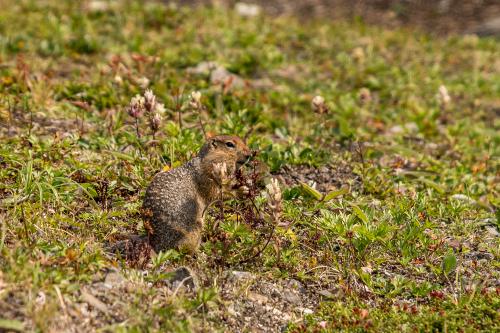 ������� - ���������� �����.