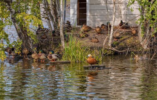 �� ����� ����