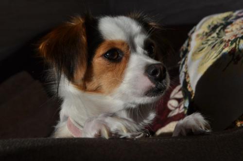 ������� ������� 