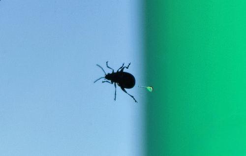 ��������.