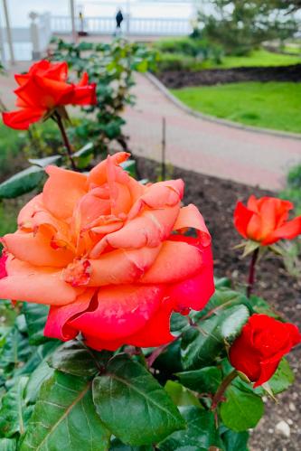 ������ ����