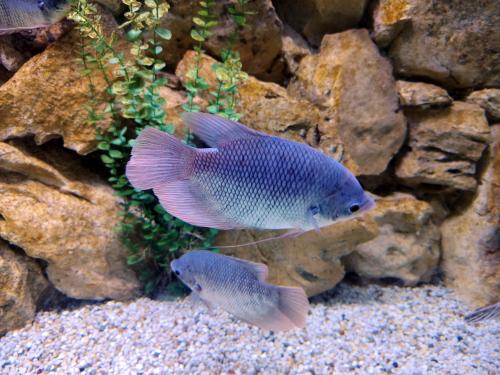 ��������� ������