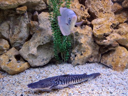 �������� �����