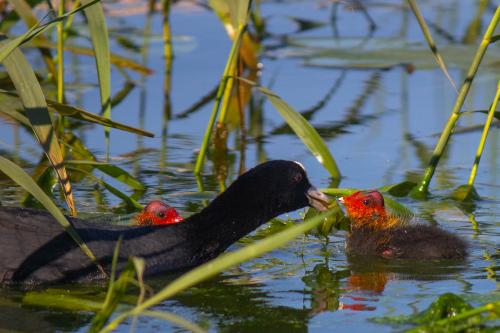 ���������� ����