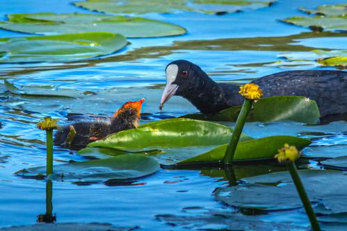 ������� �������