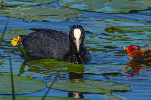 �� �����