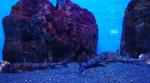 �����������  ����� .