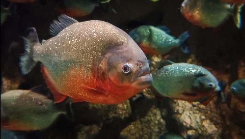 �������