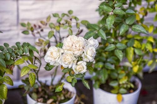 ������ ������