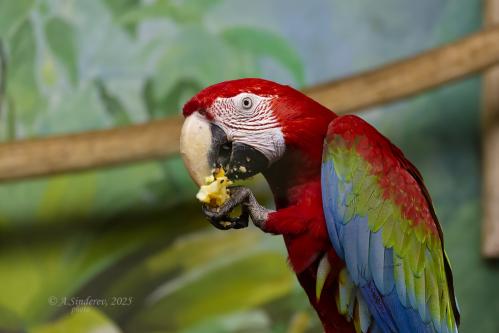 ������� ���