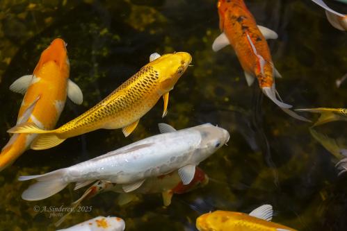 ����� ���