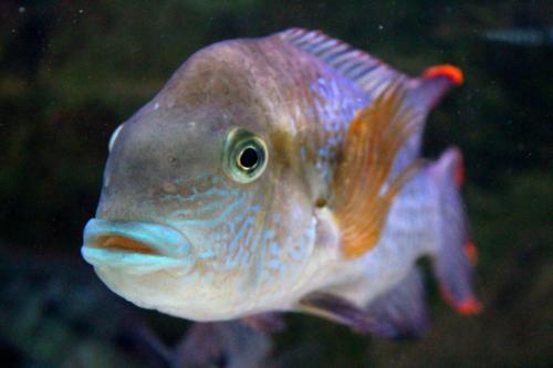 ����������� �����