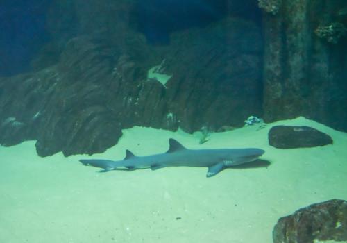 �������� ����� 