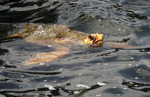 � ������ � �������