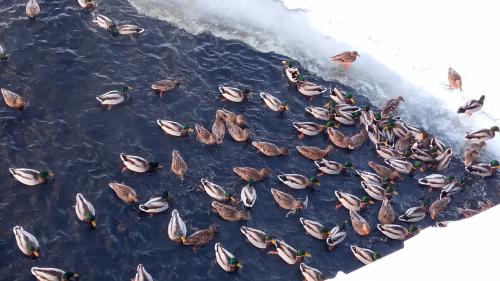 ����� �����...