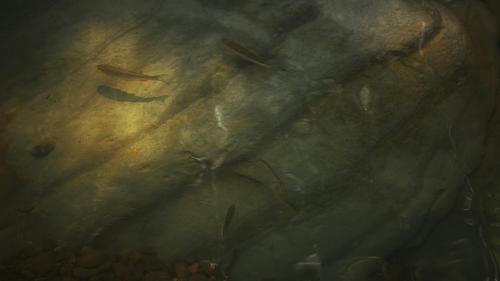 ��������� ������� ����