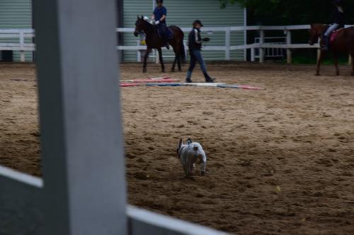 � ������� ����� ���� �������