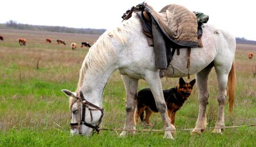 ������ �����.