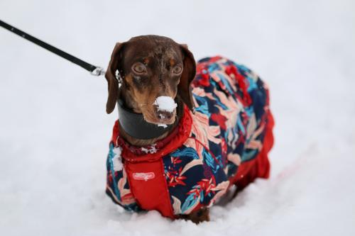 ������ ����