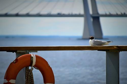 �� ������