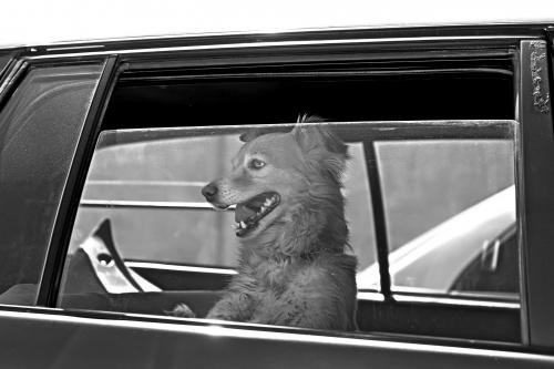 � ��������