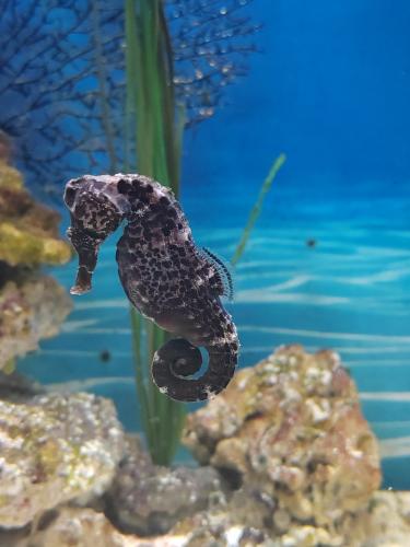 ������� �����