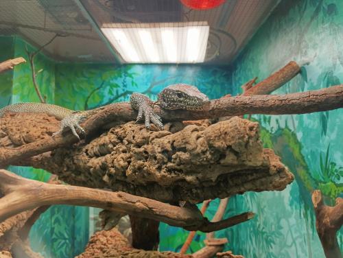 ��������� �