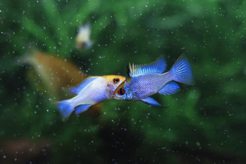 ������������ ��������