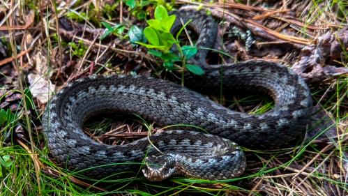 ������ ������.