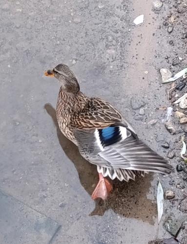 �������� �������� ������� - ����� ���...