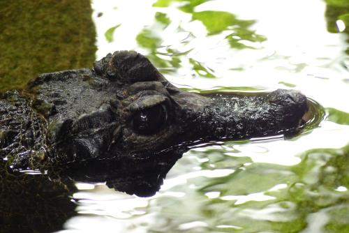 � �������