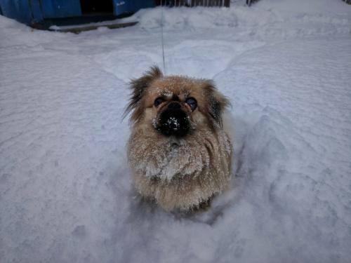 ����������� �������