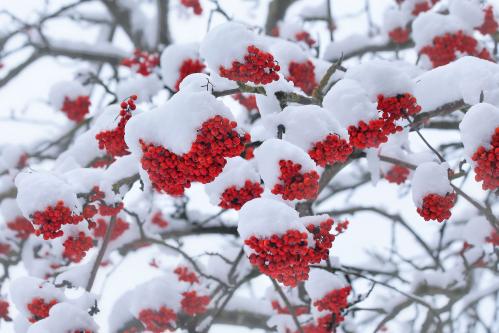 � �������. 