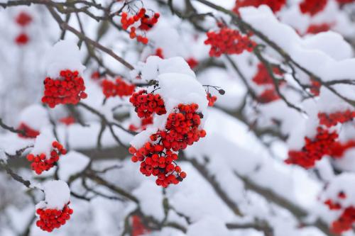 �������. 