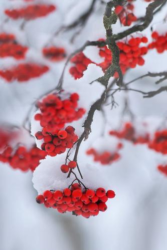 ����� ����. 