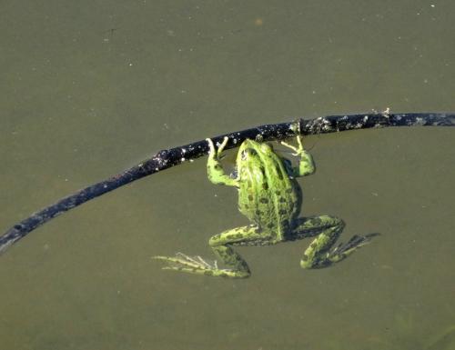 �� �������