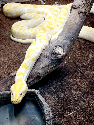 �������� ����� - ��������