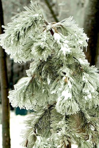 ������ �������