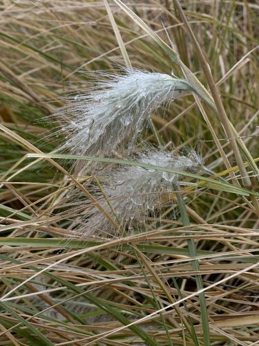 � ����� � ����