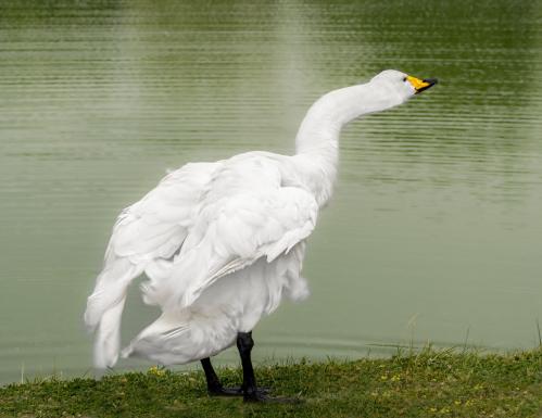 ������� ���